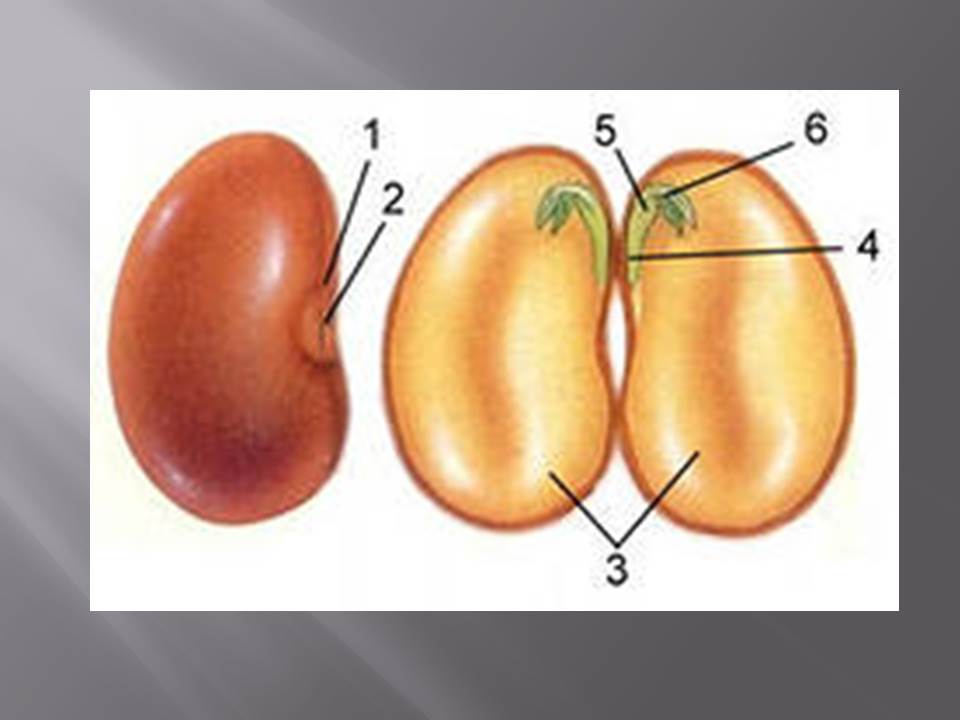 Рассмотрите изображение семени фасоли в разрезе и выполните задания впр 6