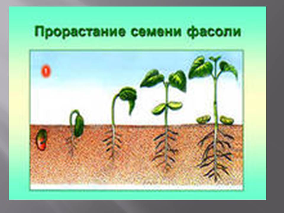 Рисунок семени по биологии 6 класс